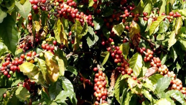  Les caféiculteurs de Mparamirundi dénoncent la gestion opaque de l’ODECA